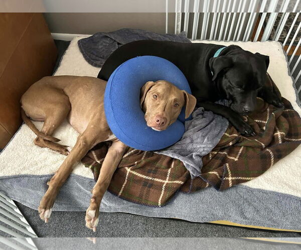 Medium Photo #4 Rhodesian Ridgeback-Unknown Mix Puppy For Sale in Uwchlan, PA, USA