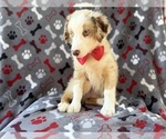 Small #3 Miniature Australian Shepherd