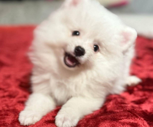 Pomeranian Puppy for sale in NORTH BERGEN, NJ, USA