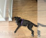 Small #18 Labrador Retriever Mix