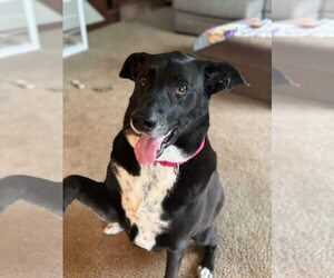 Labrador Retriever-Unknown Mix Dogs for adoption in New London, WI, USA