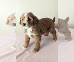 Small Photo #1 Cavapoo-Poodle (Miniature) Mix Puppy For Sale in DUNNVILLE, KY, USA