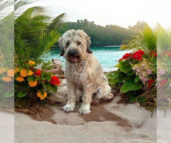 Medium Photo #2 - Mix Puppy For Sale in Menifee, CA, USA