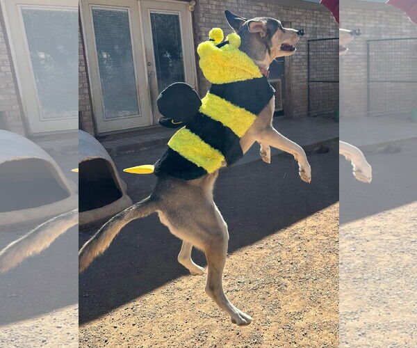 Medium Photo #5 Siberian Husky-Unknown Mix Puppy For Sale in Cedar Crest, NM, USA