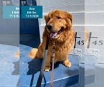 Small #10 Golden Retriever