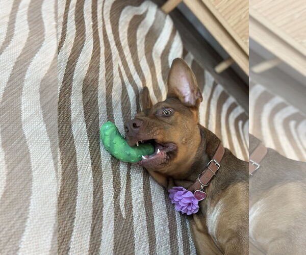 Medium Photo #3 Doberman Pinscher-German Shepherd Dog Mix Puppy For Sale in Valrico, FL, USA