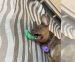 Small #2 Doberman Pinscher-German Shepherd Dog Mix