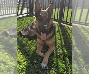 German Shepherd Dog Dogs for adoption in Riverside, CA, USA