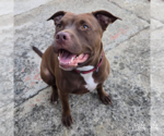 Small #1 Labrador Retriever-Retriever  Mix