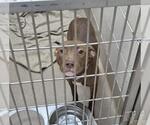AUTUMN - Female Labrador Retriever-Unknown Mix Dog for Adoption - Small photo
