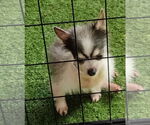 Small #1 Chihuahua Mix
