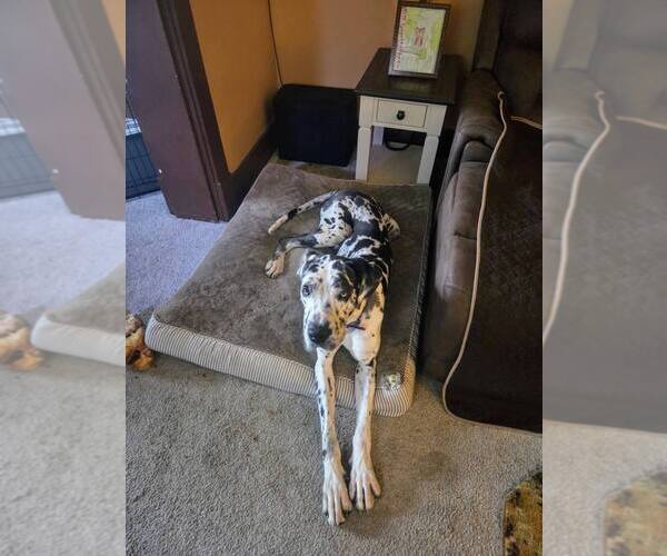 Medium Photo #2 Great Dane-Unknown Mix Puppy For Sale in Springdale, PA, USA