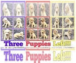 Small Photo #1 Goldendoodle Puppy For Sale in BATON ROUGE, LA, USA