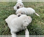 Small Photo #8 Labrador Retriever Puppy For Sale in CLINTONVILLE, WI, USA