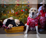 Small Photo #6 Labrador Retriever Puppy For Sale in CLEARWATER, ID, USA
