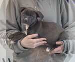 Small #1 Boxer Mix