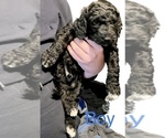 Small Photo #3 Goldendoodle Puppy For Sale in FLORA, MS, USA