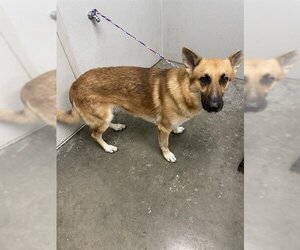 German Shepherd Dog Dogs for adoption in Rosenberg, TX, USA
