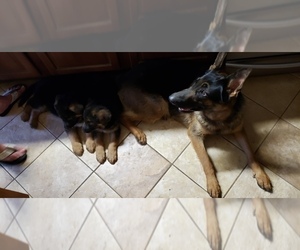 Mother of the German Shepherd Dog puppies born on 05/18/2021