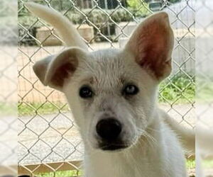 Huskies -Unknown Mix Dogs for adoption in Canton, CT, USA