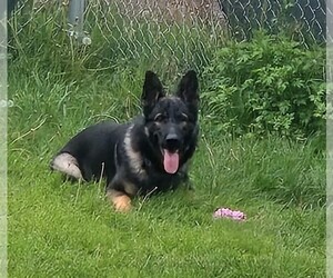 Father of the German Shepherd Dog puppies born on 05/16/2026
