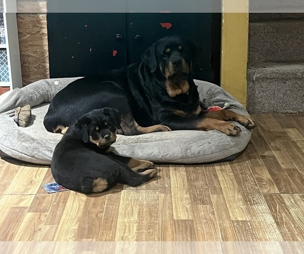 Medium Photo #4 Rottweiler Puppy For Sale in BUSKIRK, NY, USA