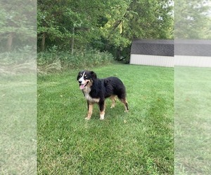 Father of the Australian Shepherd puppies born on 12/16/2022