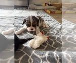 Puppy Basil Cavalier King Charles Spaniel