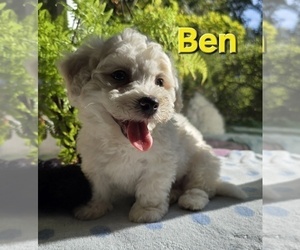 Bichon Frise Puppy for sale in FREMONT, MI, USA