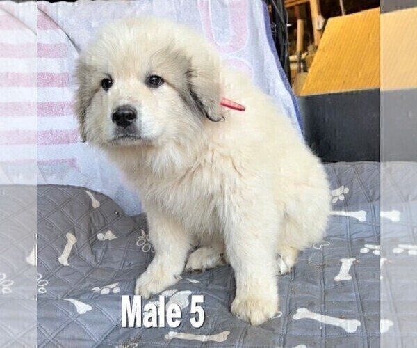 Medium Photo #2 Great Pyrenees Puppy For Sale in RUTHER GLEN, VA, USA