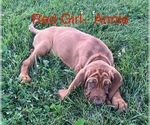 Small #18 Bloodhound