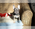 Small Photo #7 French Bulldog Puppy For Sale in HILLSBORO, OR, USA