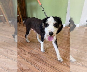 Bernedoodle Dogs for adoption in Valrico, FL, USA