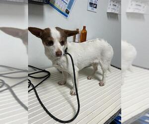 Chihuahua Dogs for adoption in Bakersfield, CA, USA