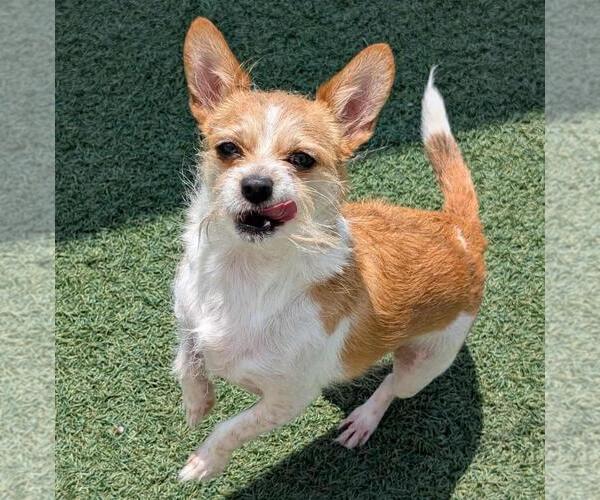 Medium Photo #2 Border Terrier-Jack Russell Terrier Mix Puppy For Sale in Rockwall, TX, USA