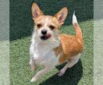 Small #1 Border Terrier-Jack Russell Terrier Mix