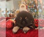 Small #2 Pekingese