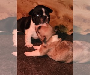French Bulldog Puppy for sale in SICKLERVILLE, NJ, USA