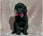 Small Photo #3 Golden Retriever-Rottweiler Mix Puppy For Sale in LANCASTER, PA, USA