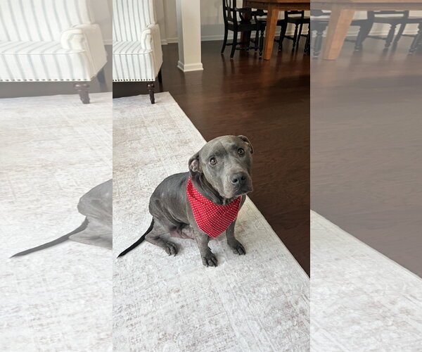 Medium Photo #1 American Pit Bull Terrier-Unknown Mix Puppy For Sale in Holly Springs, NC, USA