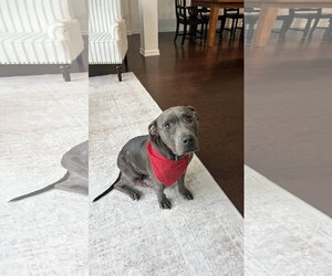 American Pit Bull Terrier-Unknown Mix Dogs for adoption in Holly Springs, NC, USA