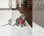 Small American Pit Bull Terrier Mix