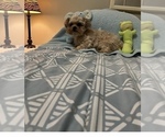 Small Photo #1 Yorkshire Terrier Puppy For Sale in BENSON, NC, USA