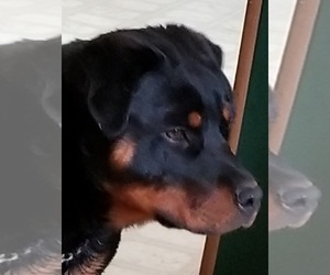 Mother of the Rottweiler puppies born on 07/30/2019