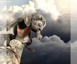 Puppy Puppy 1 Cane Corso