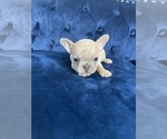 Small Photo #35 French Bulldog Puppy For Sale in BEVERLY HILLS, CA, USA