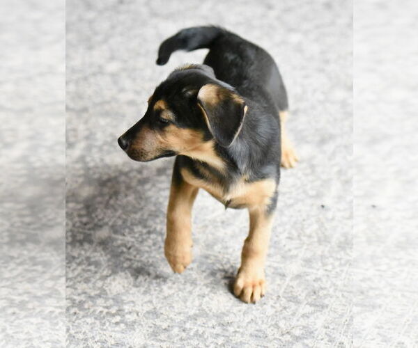Medium Photo #4 Labrador Retriever-Unknown Mix Puppy For Sale in Mechanicsburg, PA, USA