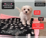 Image preview for Ad Listing. Nickname: Beatrice