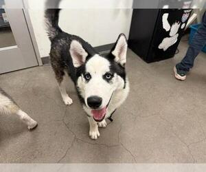 Siberian Husky Dogs for adoption in Berkeley , CA, USA