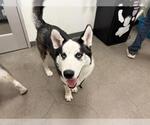 Small Siberian Husky